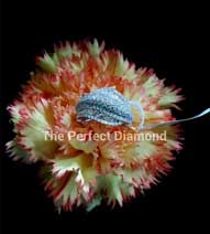 s-theperfectdiamond-06.jpg